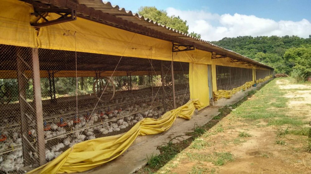 Chcara - Venda - Chcara So Joo - Itu - SP